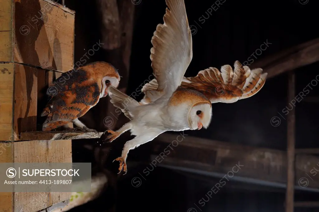 Barn Owl in flight feeding Normandy France