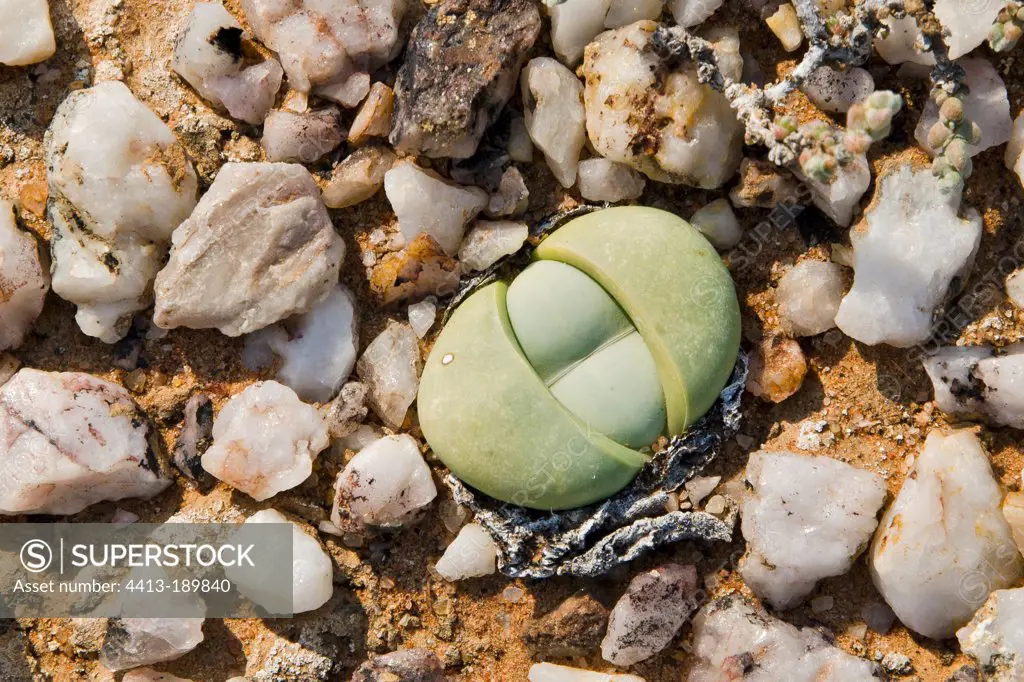 Aizoaceae and quartz gravel Namaqua NP in RSA