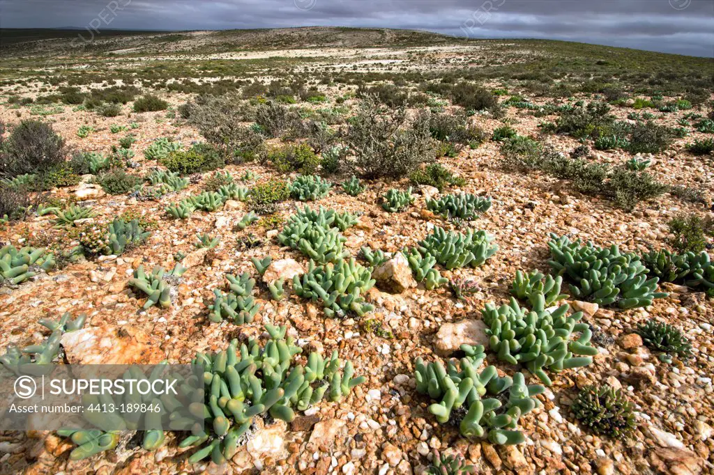 Aizoaceae in the Namaqua NP in South Africa