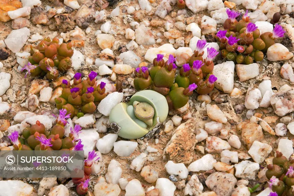 Aizoaceae flowering in the Namaqua NP in RSA