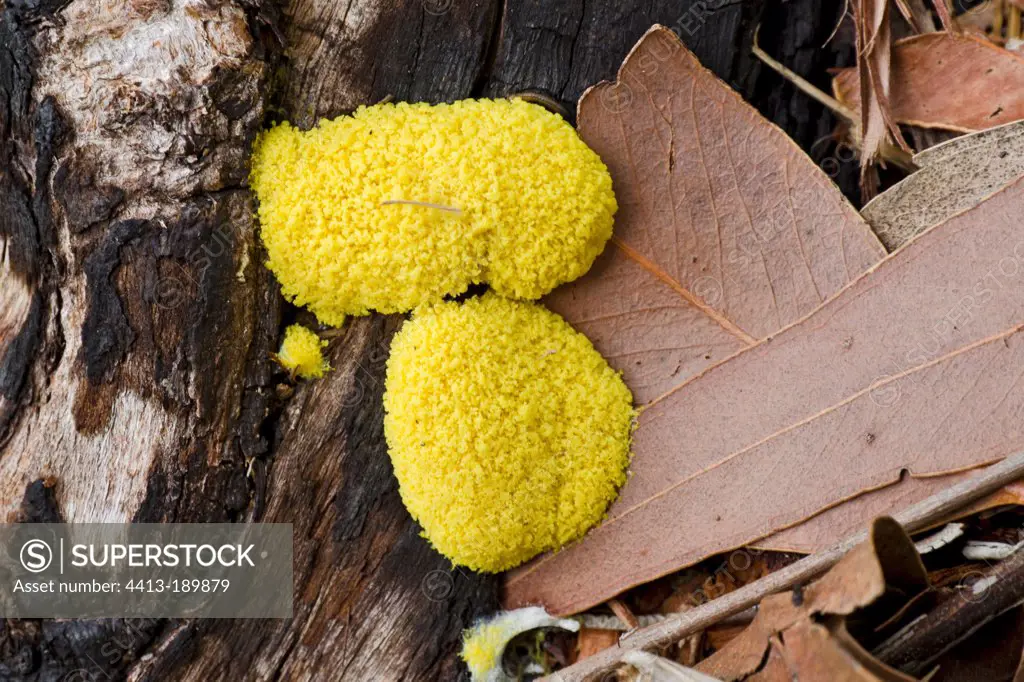 Dog vomit slime mold in the mountains of Cederberg RSA