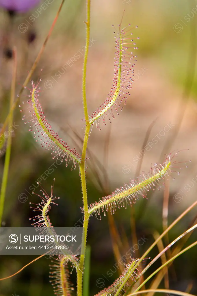 Drosera in the mountains of Cederberg in South africa