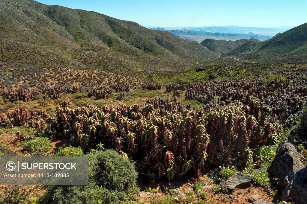Aloe in the mountains of the Richtersveld in RSA