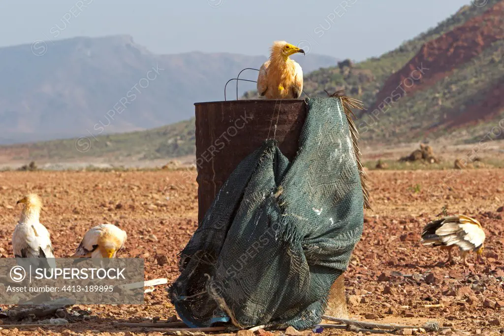 Egyptian Vulture on a garbage dump in Yemen