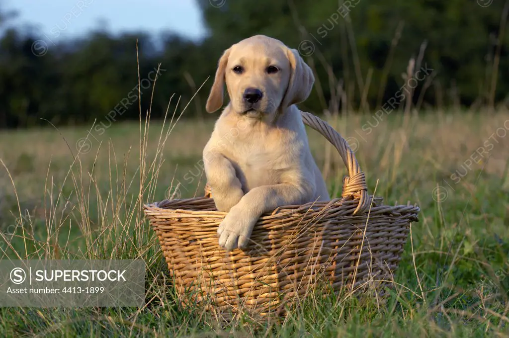 3 month old young Labrador in a basket
