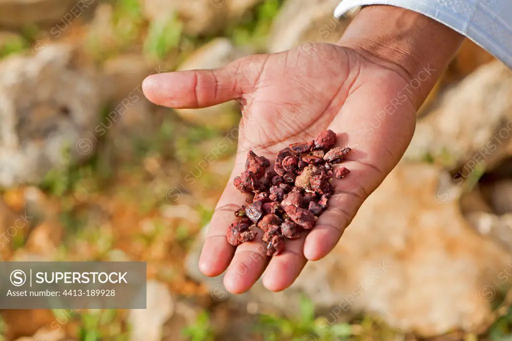 Harvest of red sap of Dragon's Blood Tree on Socotra Island