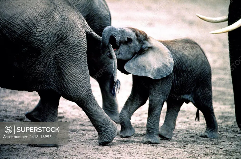 Young African elephant Amboseli National park Kenya