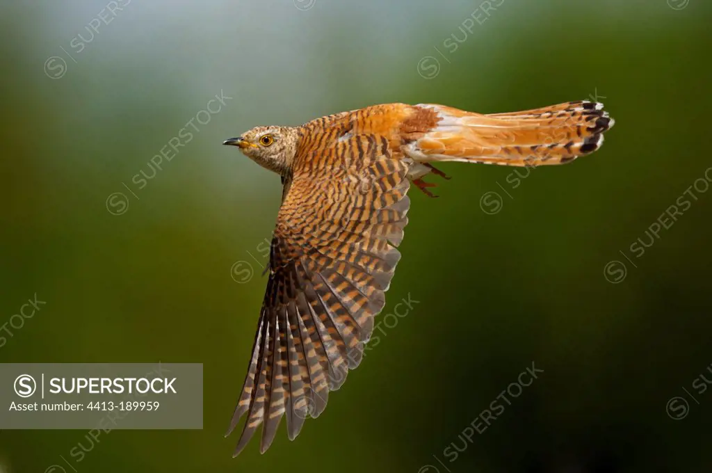 Common Cuckoo female flying in summer Denmark