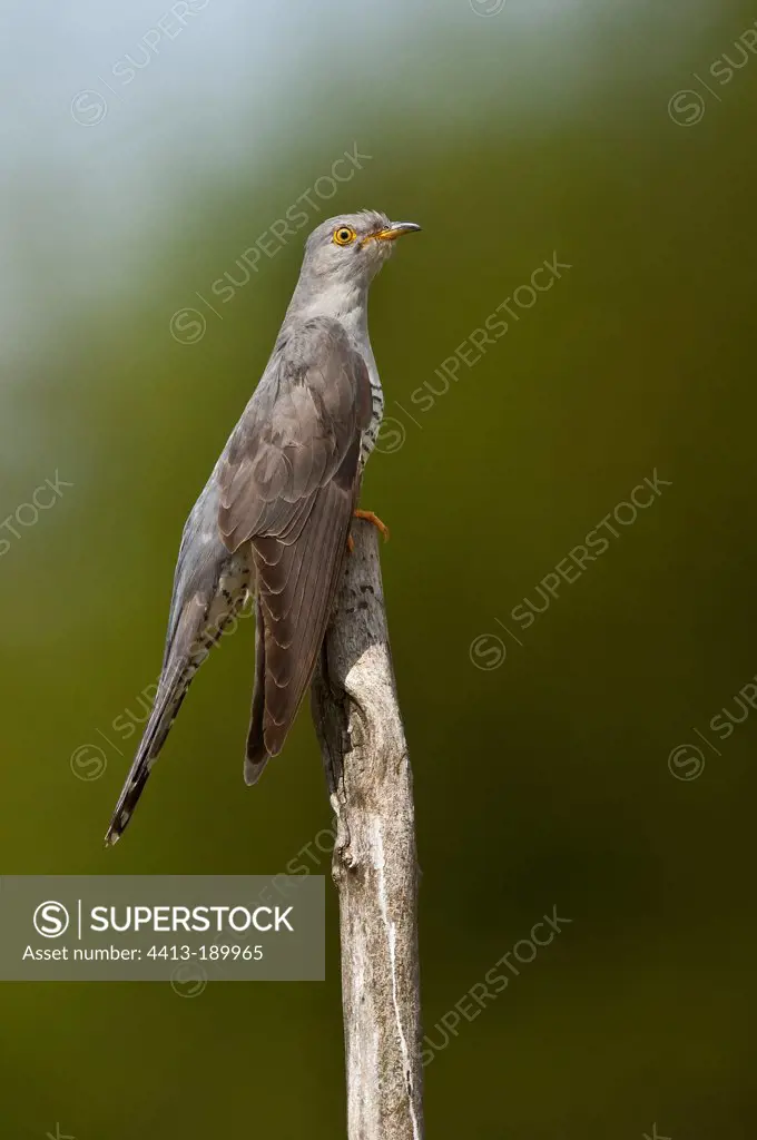 Common Cuckoo male landing in summer Denmark