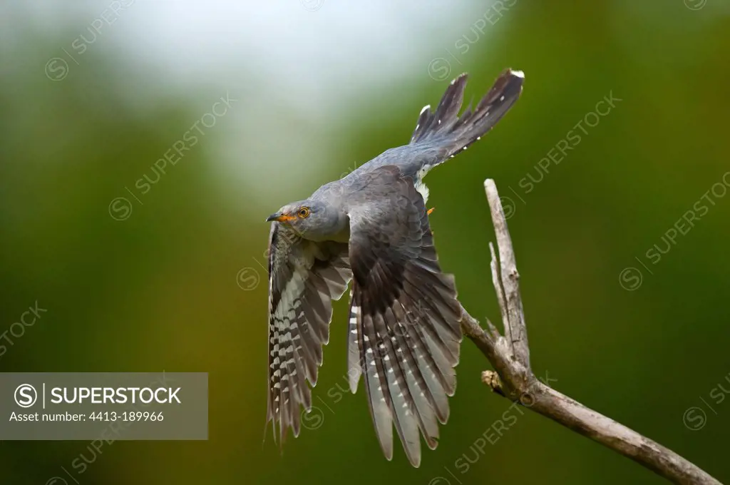 Common Cuckoo male taking off a branch in summer Denmark