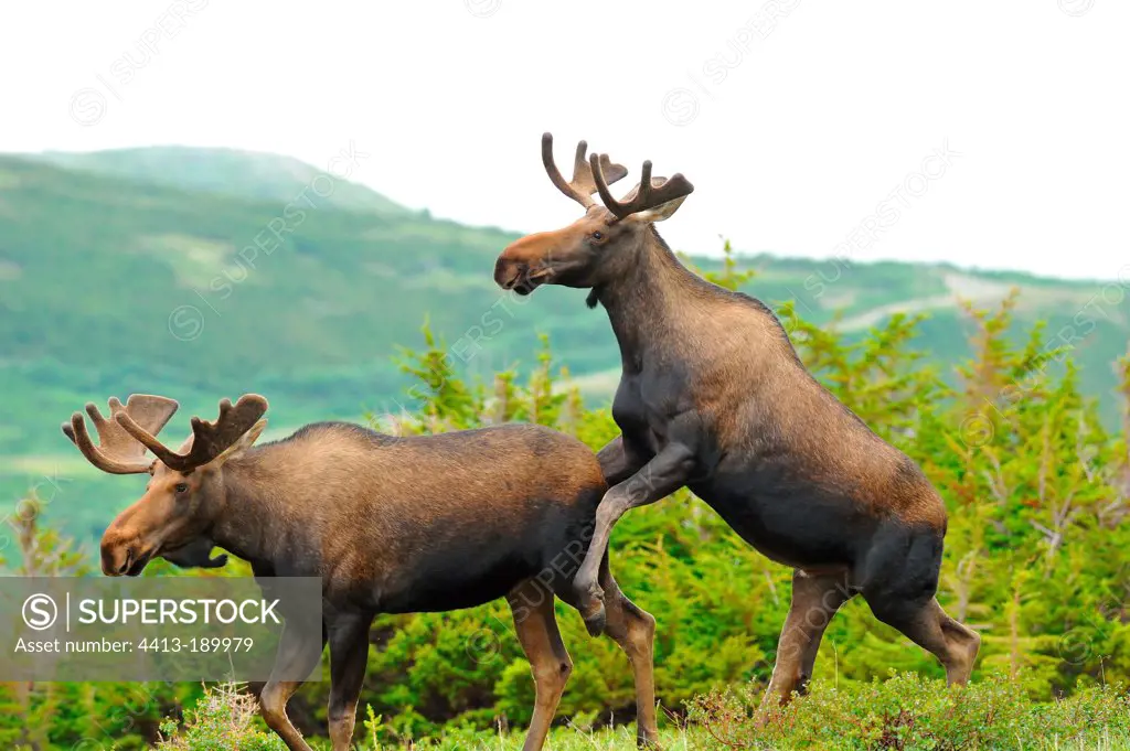 Elks subadult males in summer in Alaska
