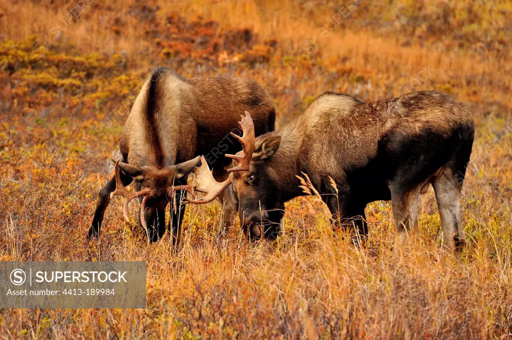 Elks male in Alaska during the rut period