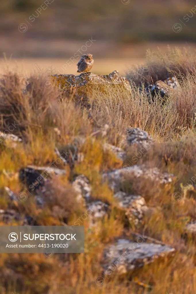 Little Owl on a rock Navarre Spain