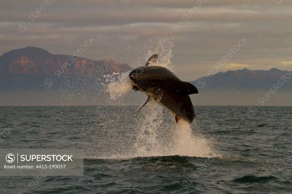 Great White Shark jumping Seal island False Bay RSA