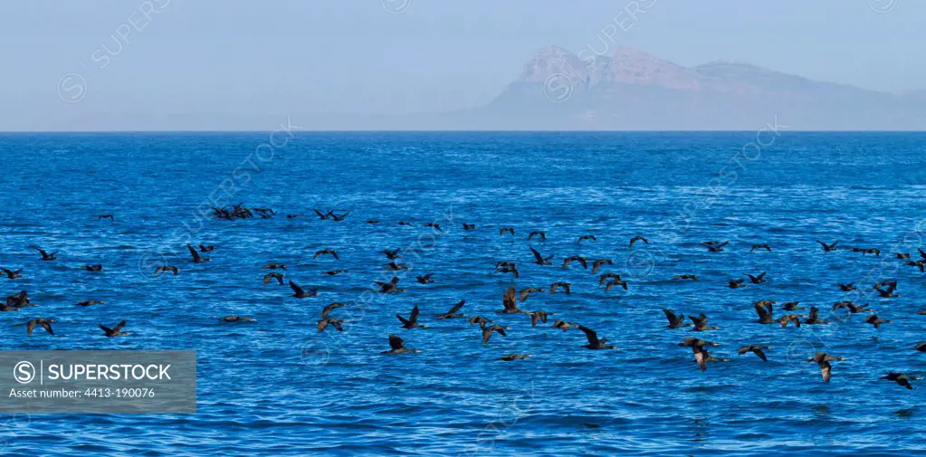 Cape Cormorants on water in False Bay South Africa