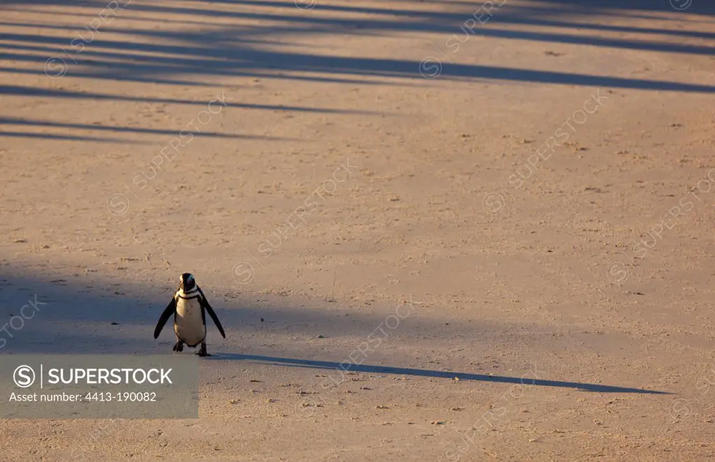 African pinguin on the beach False Bay South Africa