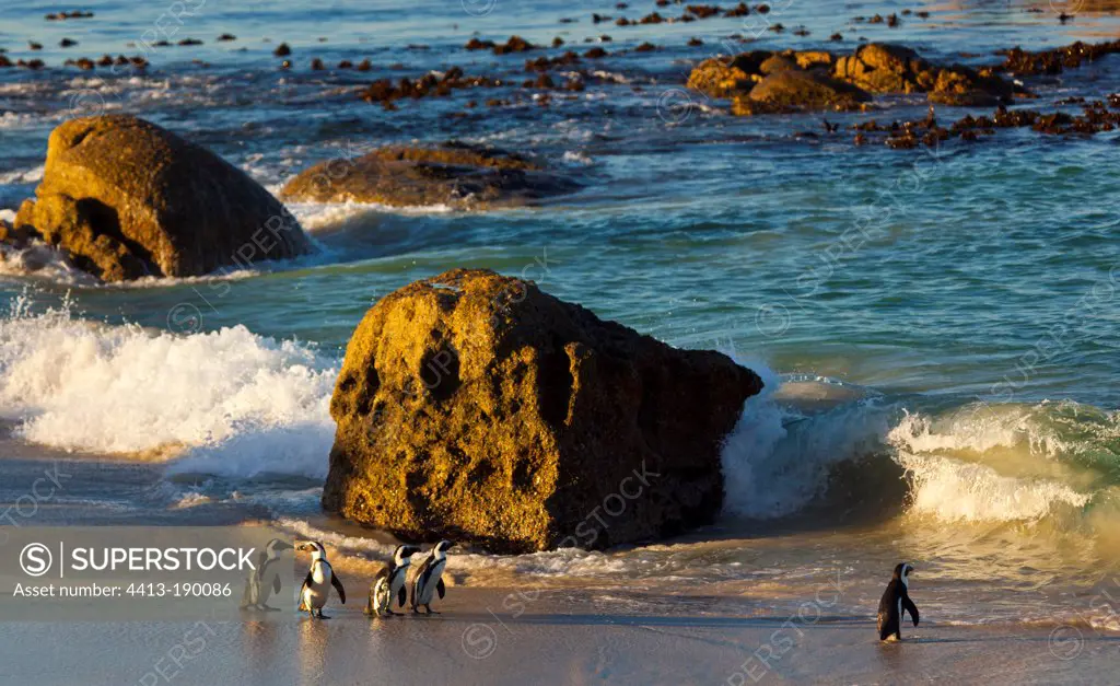 African pinguins on the beach False Bay South Africa