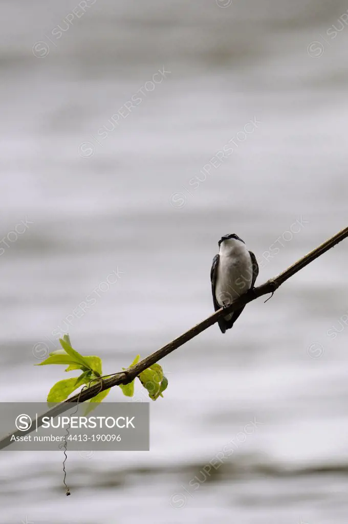 Blue-and-white Swallow on the San Juan River Nicaragua