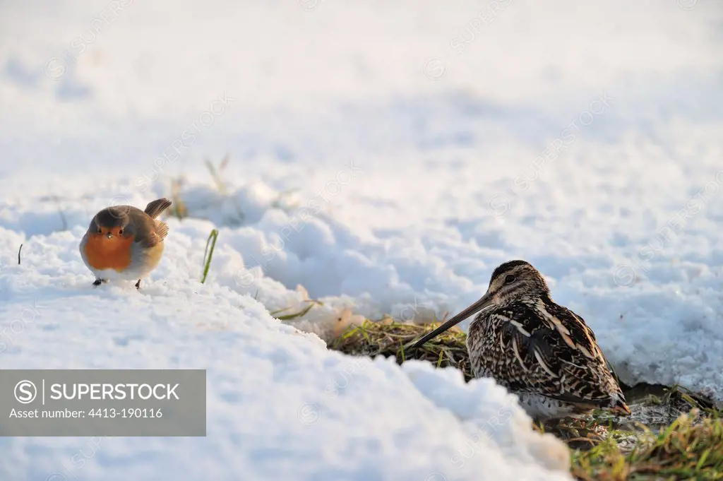 Common Snipe and European robin in winter France