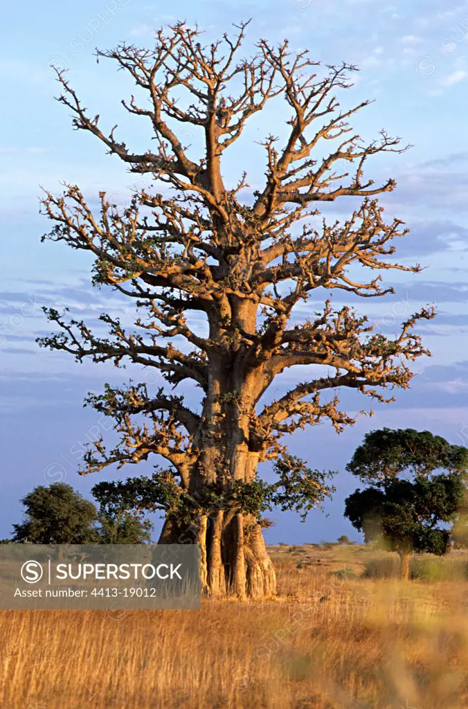 Portrait of a remarkable tree