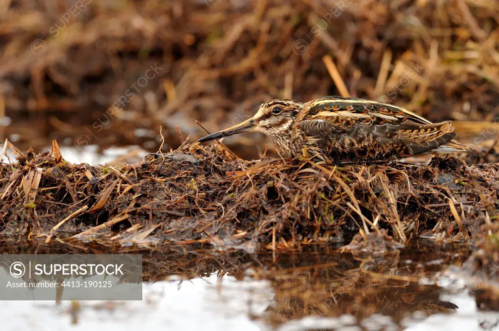 Jack Snipe at the end of winter in Normandy