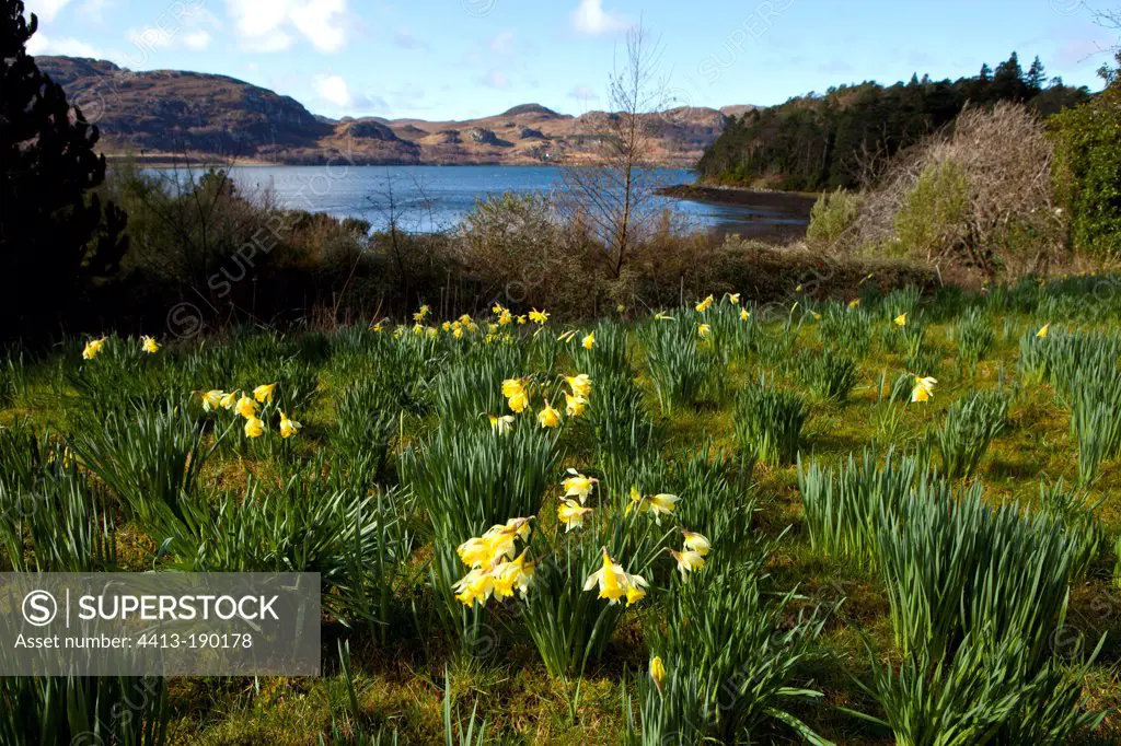 Narcissus flowers Inverewe Gardens in Scotland UK