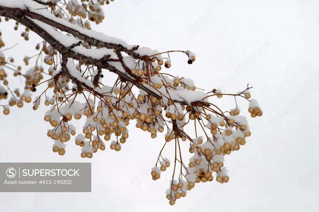 Bead-tree fruit under snow in winterFrance