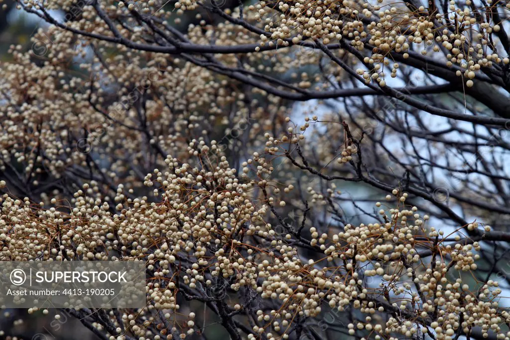 Bead-tree fruit in winterProvence France