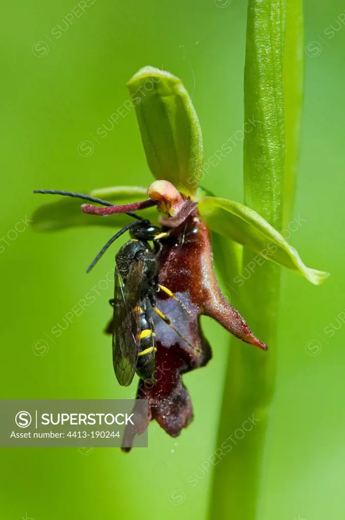 Argogorytes mystaceus pollinates Fly Orchid Denmark