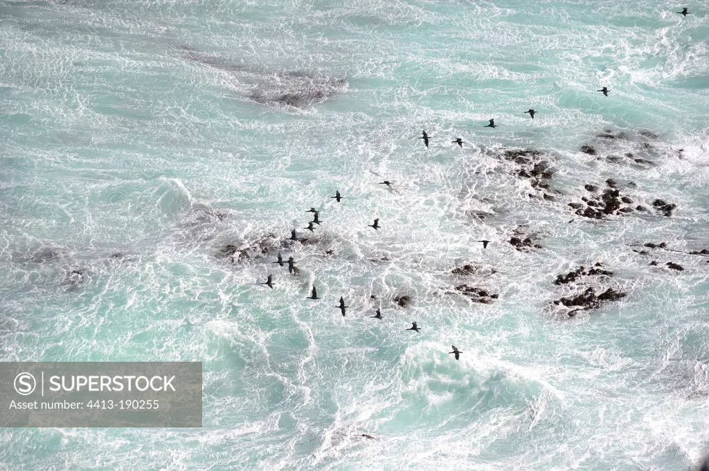 Cape cormorants in the surf of South Africa