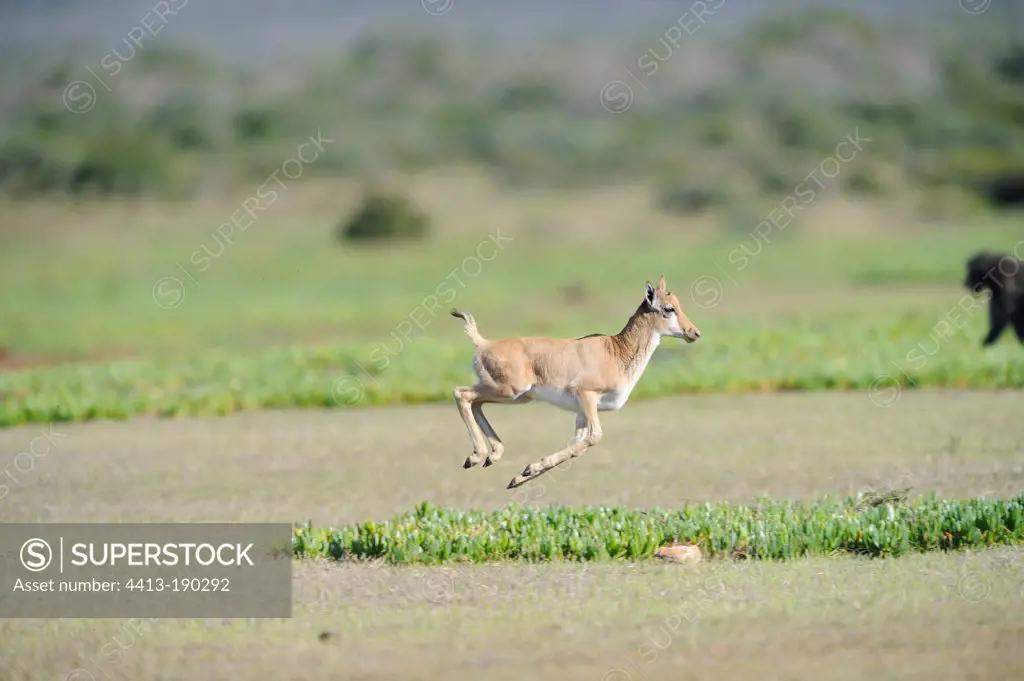 Young Bontebok running De Hoop reserve South Africa