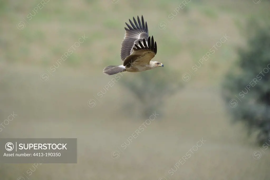 Tawny eagle in flight Kalahari South Africa