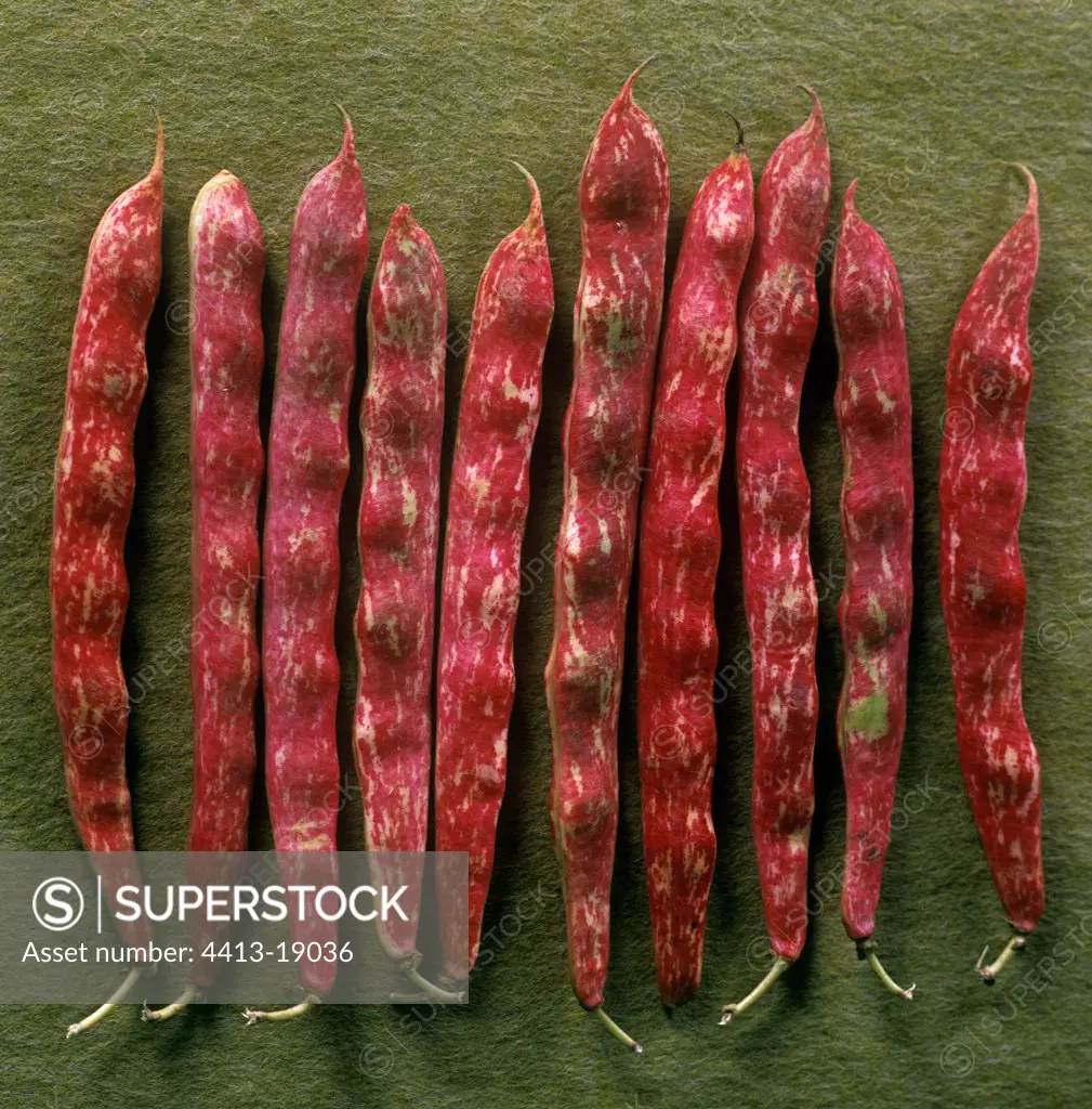 Red pods of Mung bean
