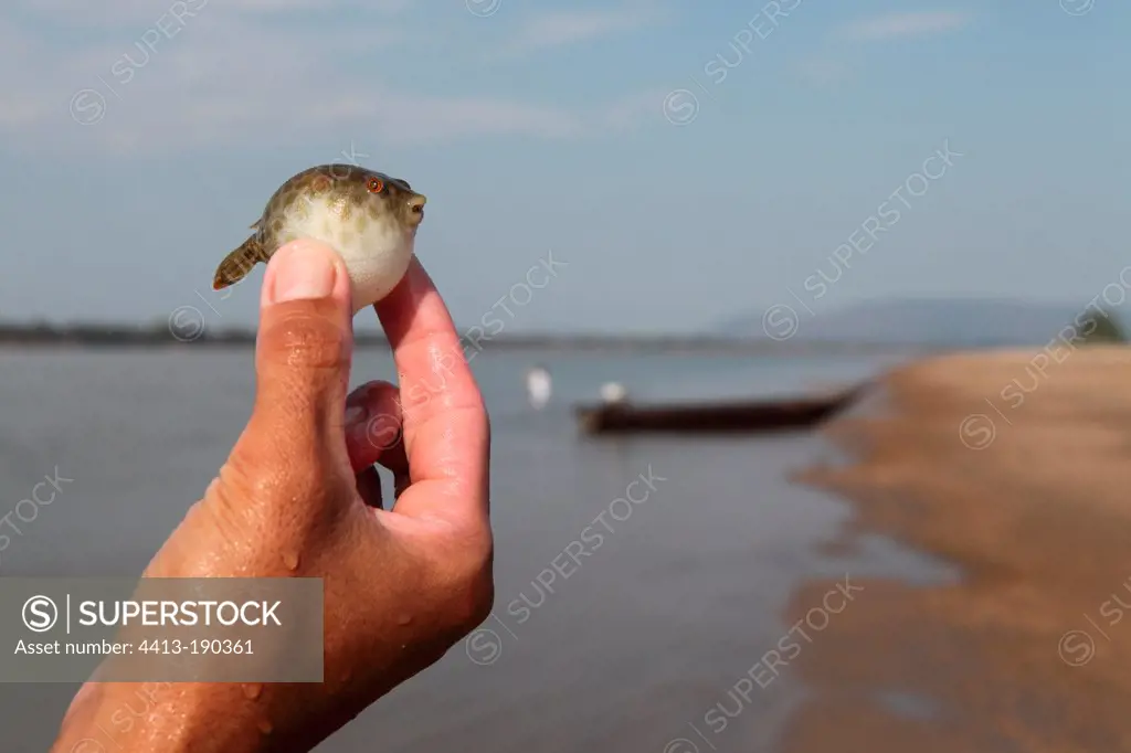 Puffer fish in the hands of a fisherman on the Mekong River