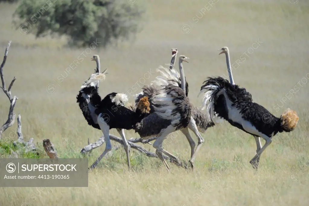 Male ostriches parade in South Africa