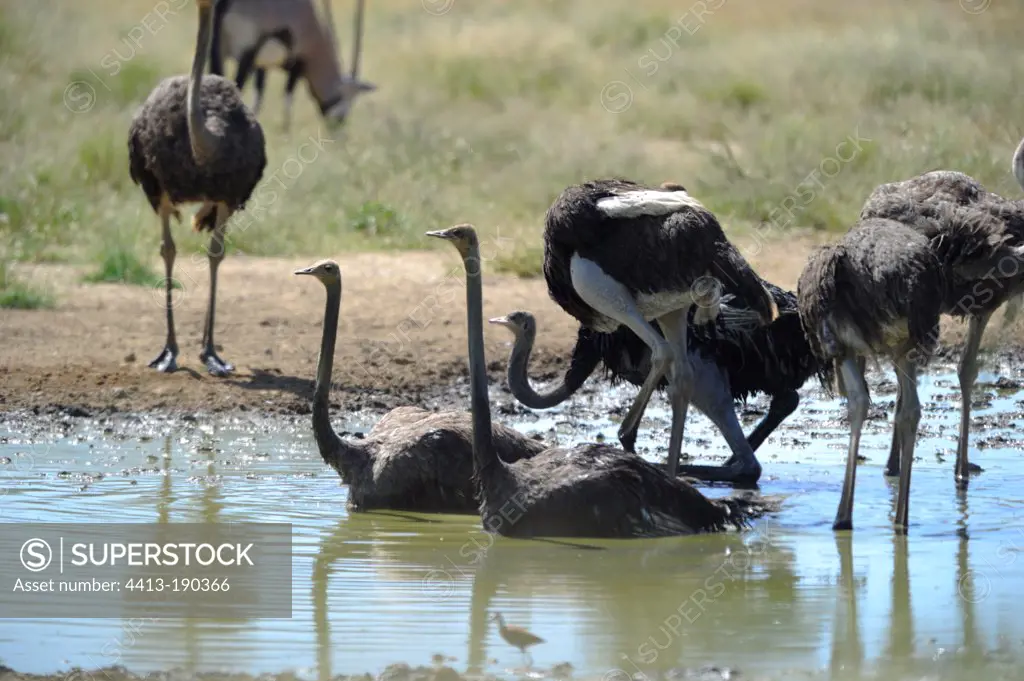 Ostriches bathing Kalahari South Africa