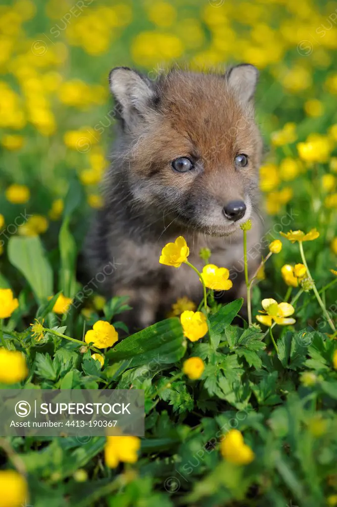 Young Red Fox in the buttercups Lorraine France