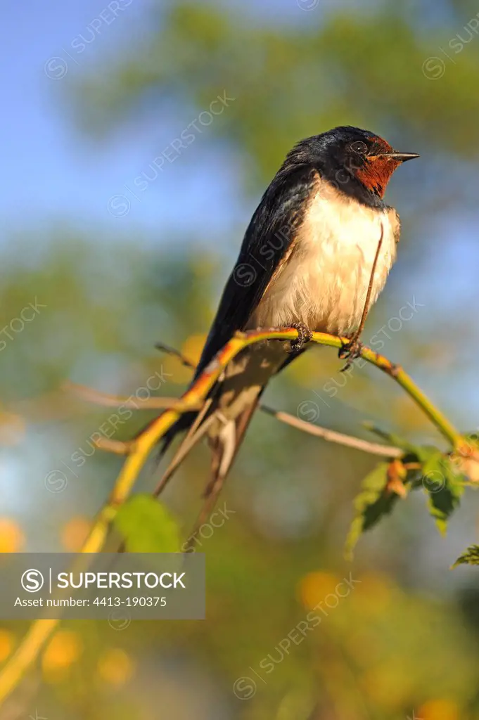 Barn Swallow on a twig Lorraine France