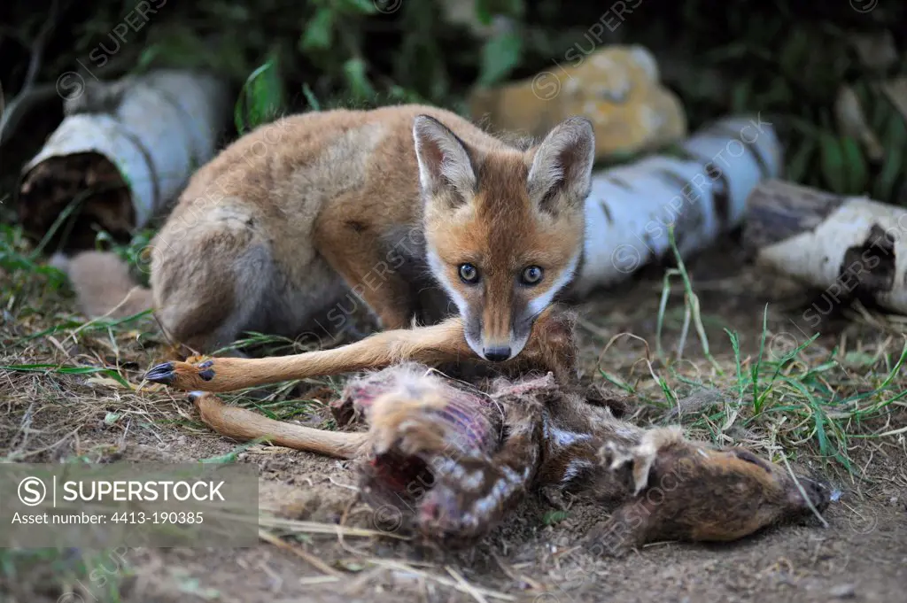 Young red fox eating a Roe Deer Fawn France