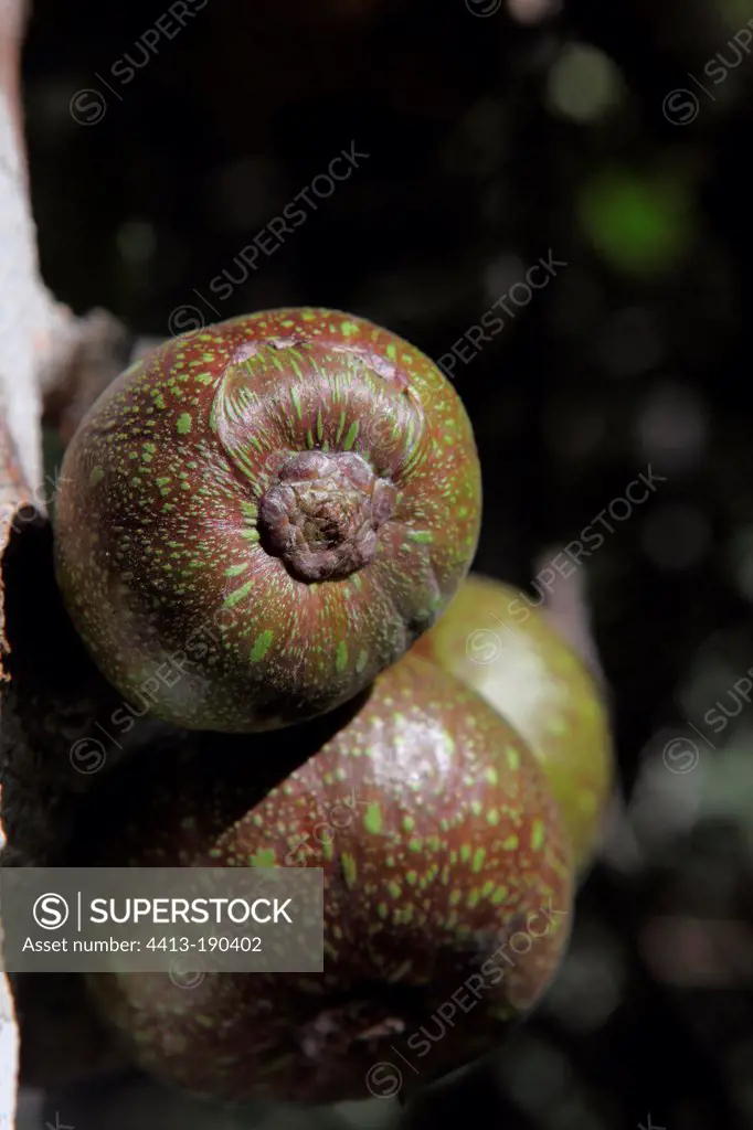 Fig tree fruit on the Bolaven Plateau in Laos