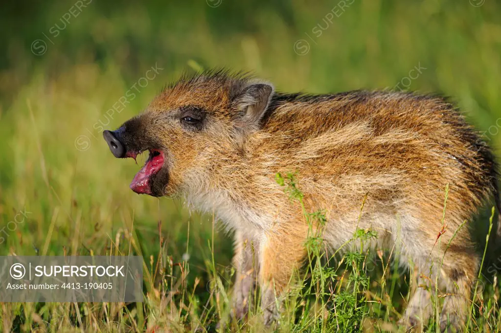 Young Eurasian Boar eating cherries in an orchard France