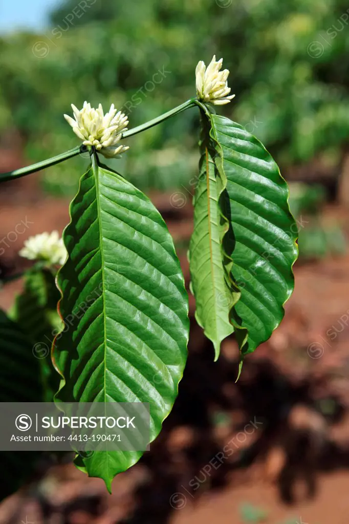 Flower of Coffee tree on the Boloven plateau in Laos
