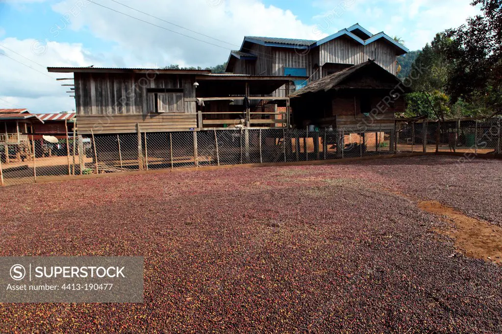 Arabica Coffee drying in the sun in Laos