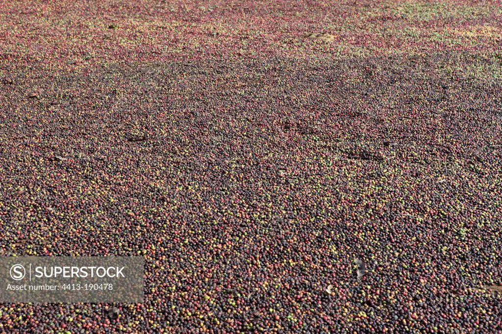 Arabica Coffee drying in the sun Boloven plateau in Laos