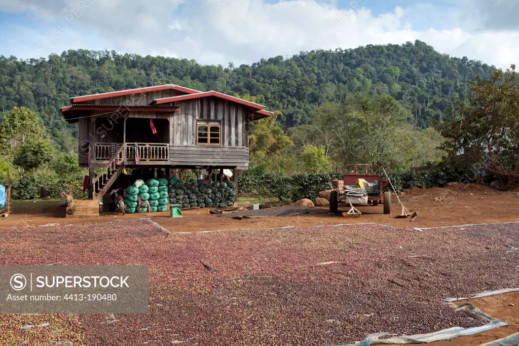 Coffee drying in the sun Boloven Plateau in Laos