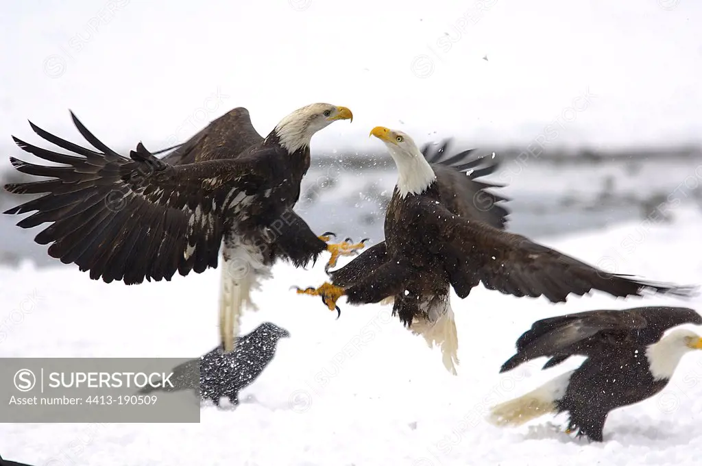 Bald eagles fighting over a salmon Alaska USA