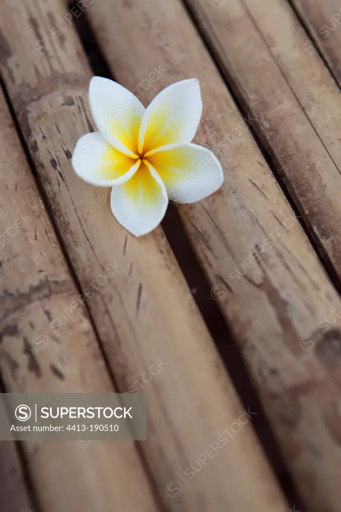 Flower of Plumeria Tree placed on a bamboo flooring Laos