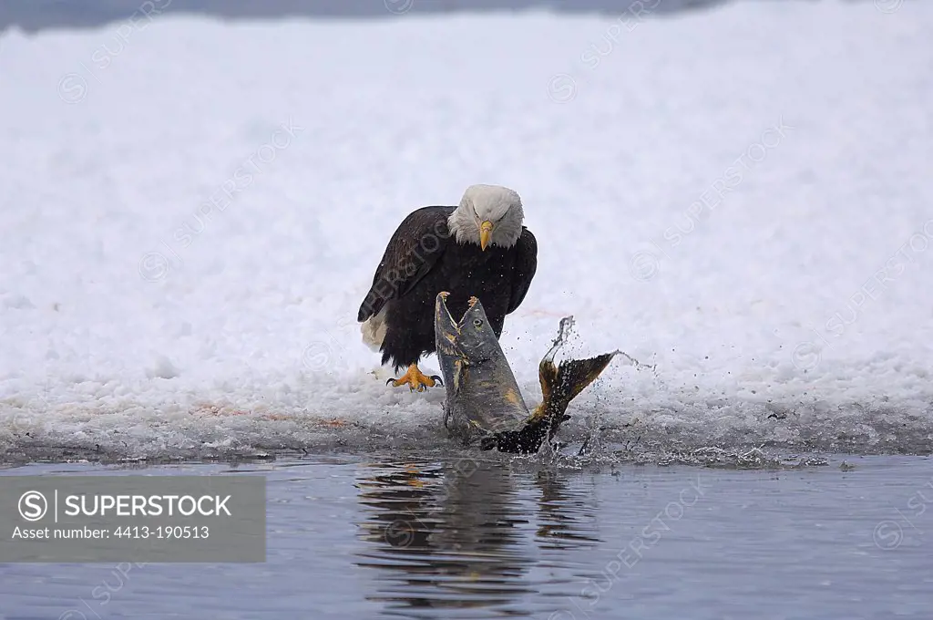 Bald Eagle and Salmon on the coast Alaska USA