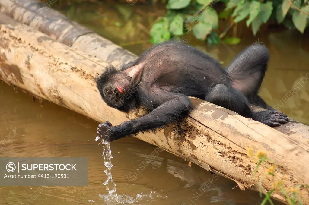 Bonobo male resting on a trunk and playing with water