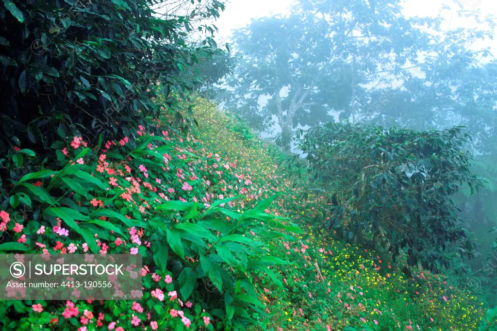 Coffee in the Mist Blue Mountains Jamaica